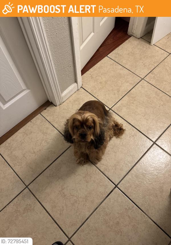 Found/Stray Male Dog last seen He was running down Fairmont by miller intermediate, Pasadena, TX 77505