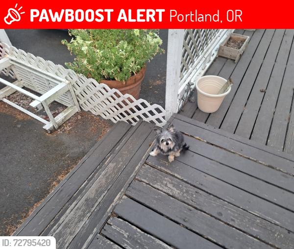 Lost Male Dog last seen ingsworth, Portland, OR 97217