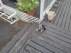 Lost Male Dog last seen ingsworth, Portland, OR 97217