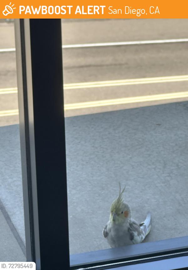Found/Stray Unknown Bird last seen Office building, top floor on a ledge outside our windows that we cannot open. , San Diego, CA 92128