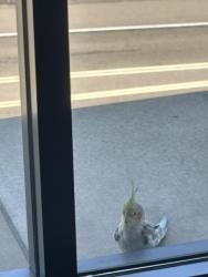 Found/Stray Unknown Bird last seen Office building, top floor on a ledge outside our windows that we cannot open. , San Diego, CA 92128