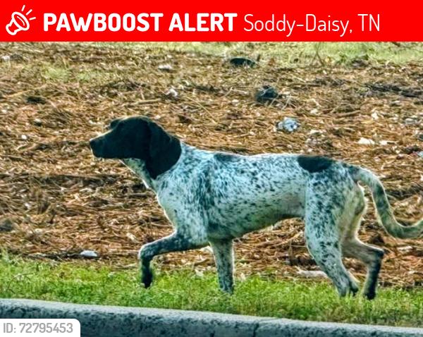Lost Unknown Dog last seen Sequoia access and Dayton Pike, Soddy-Daisy, TN 37379
