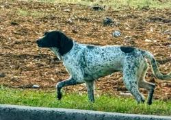 Lost Unknown Dog last seen Sequoia access and Dayton Pike, Soddy-Daisy, TN 37379