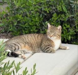 Lost Female Cat last seen Tesoro Viejo Community Neighborhood , Madera, CA 93636