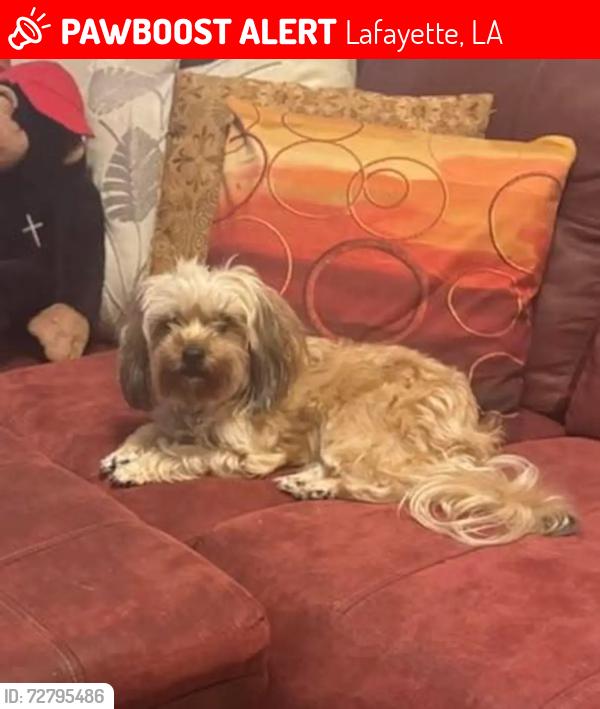 Lost Female Dog last seen N University , Lafayette, LA 70506