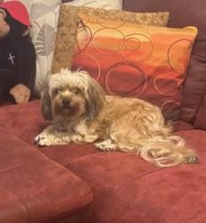 Lost Female Dog last seen N University , Lafayette, LA 70506