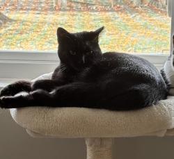 Lost Male Cat last seen Commonwealth Dr, Xenia, OH 45385