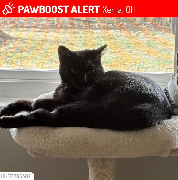 Lost Male Cat last seen Commonwealth Dr, Xenia, OH 45385