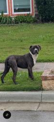 Found/Stray Male Dog last seen Nocona Drive, Arlington TX, Arlington, TX 76018