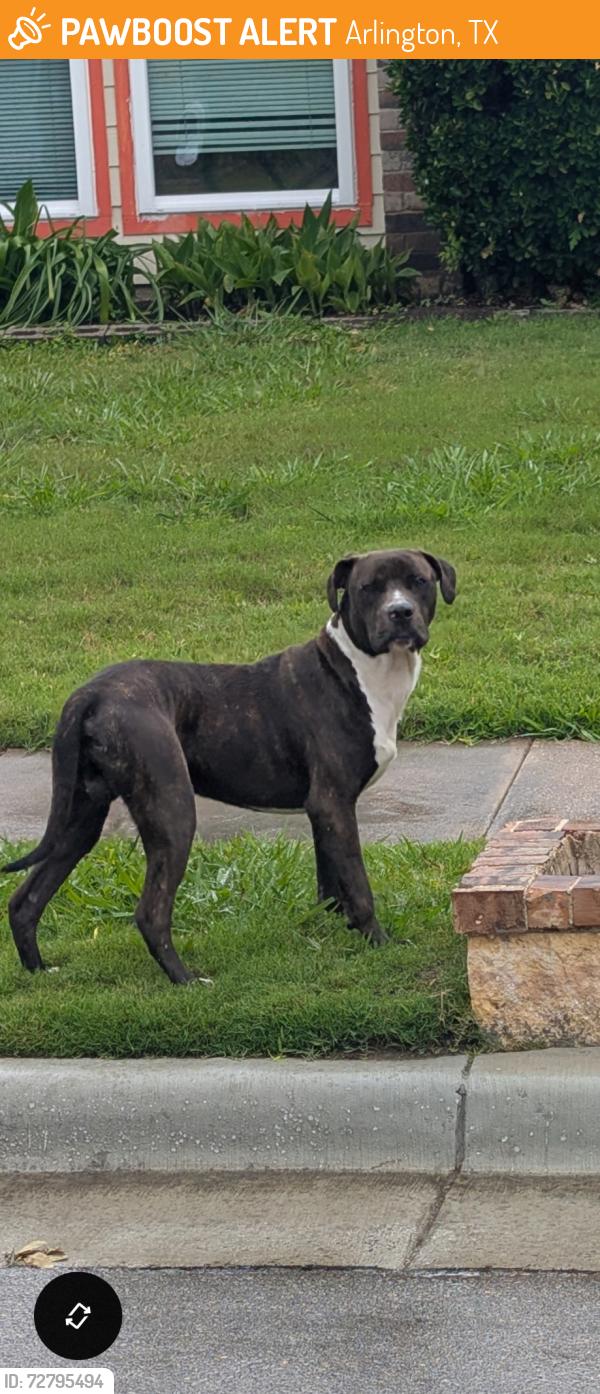 Found/Stray Male Dog last seen Nocona Drive, Arlington TX, Arlington, TX 76018