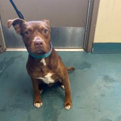 Shelter Stray Male Dog last seen , Memphis, TN 38133