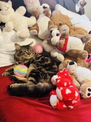Lost Female Cat last seen Near s Woodcrest denham Spring La, Denham Springs, LA 70726