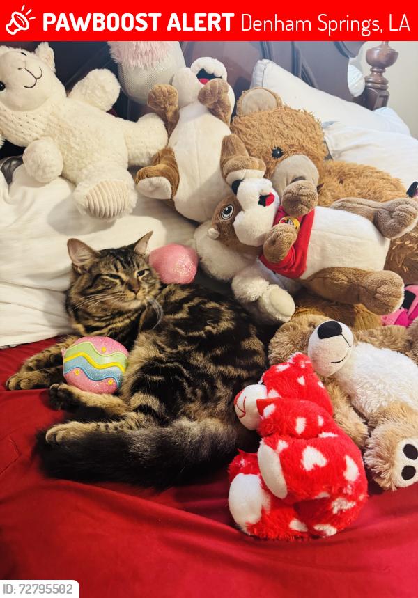 Lost Female Cat last seen Near s Woodcrest denham Spring La, Denham Springs, LA 70726