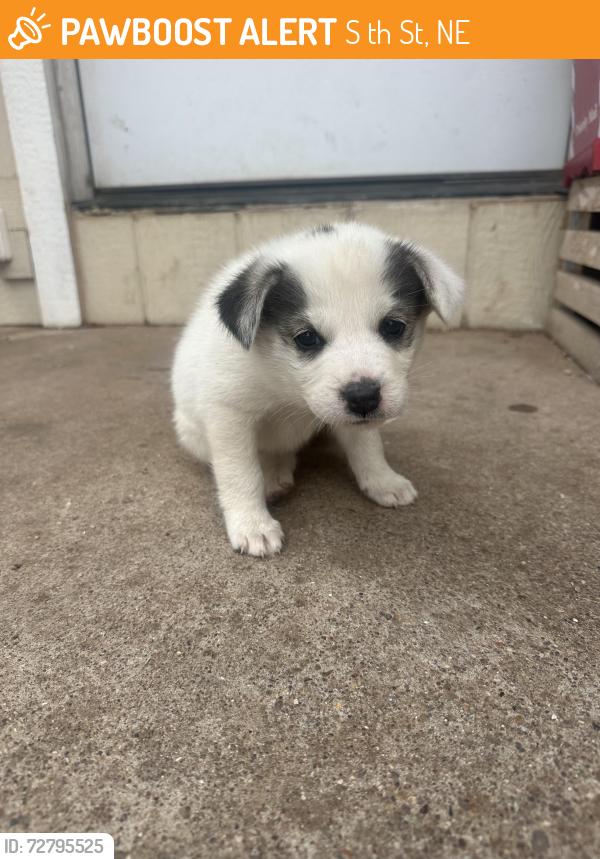 Found/Stray Unknown Dog last seen West county & 24th, S 24th St, NE 68107