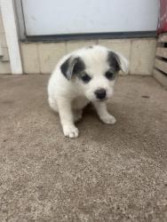 Found/Stray Unknown Dog last seen West county & 24th, S 24th St, NE 68107