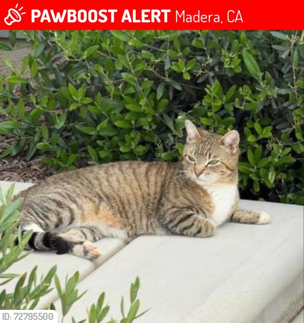 Lost Female Cat last seen Tesoro Viejo Community Neighborhood, Madera, CA 93636