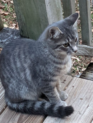 Lost Female Cat last seen Hwy 92, Wade Green Rd, GA 30102