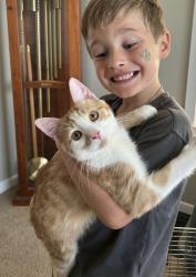 Lost Male Cat last seen Last seen at our home in Wharton, TX., Wharton, TX 77488