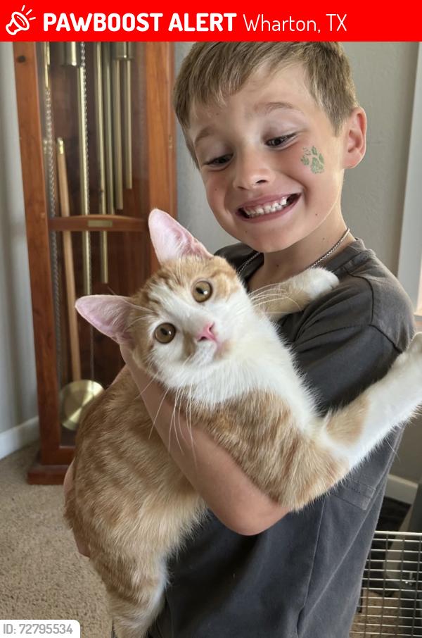 Lost Male Cat last seen Last seen at our home in Wharton, TX., Wharton, TX 77488