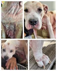 Found/Stray Female Dog last seen 42nd St, Indianapolis, IN 46208