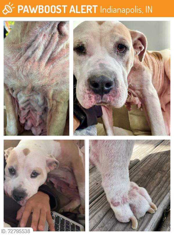 Found/Stray Female Dog last seen 42nd St, Indianapolis, IN 46208