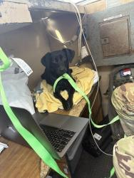 Found/Stray Female Dog last seen Fifth Regiment Armory, Baltimore, MD 21201