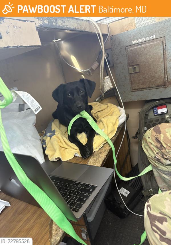 Found/Stray Female Dog last seen Fifth Regiment Armory, Baltimore, MD 21201
