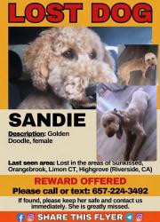 Lost Female Dog last seen Orange cove , Riverside, CA 92507