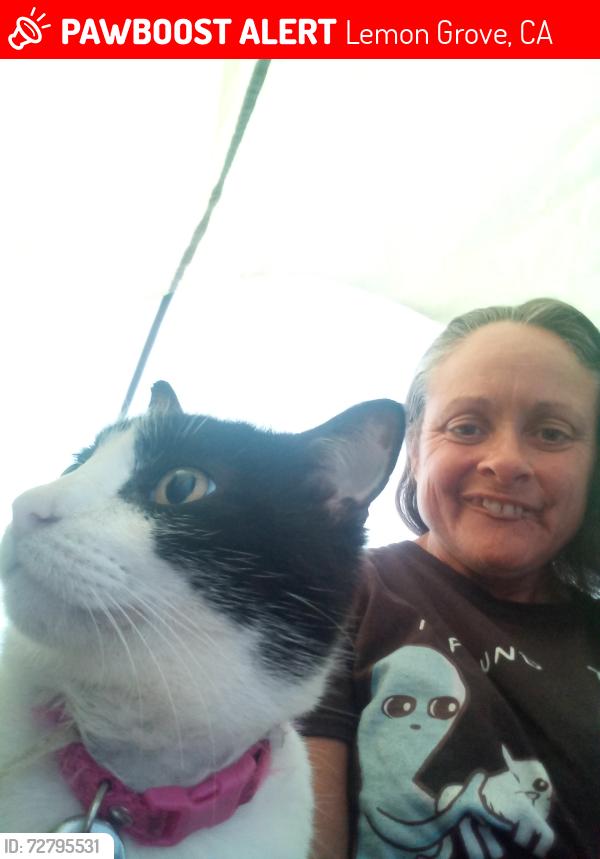 Lost Female Cat last seen Berry park, Lemon Grove, CA 91945
