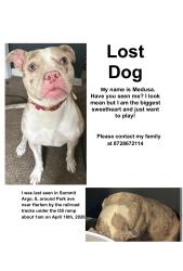 Lost Female Dog last seen 61st pl and Harlem , Summit, IL 60501