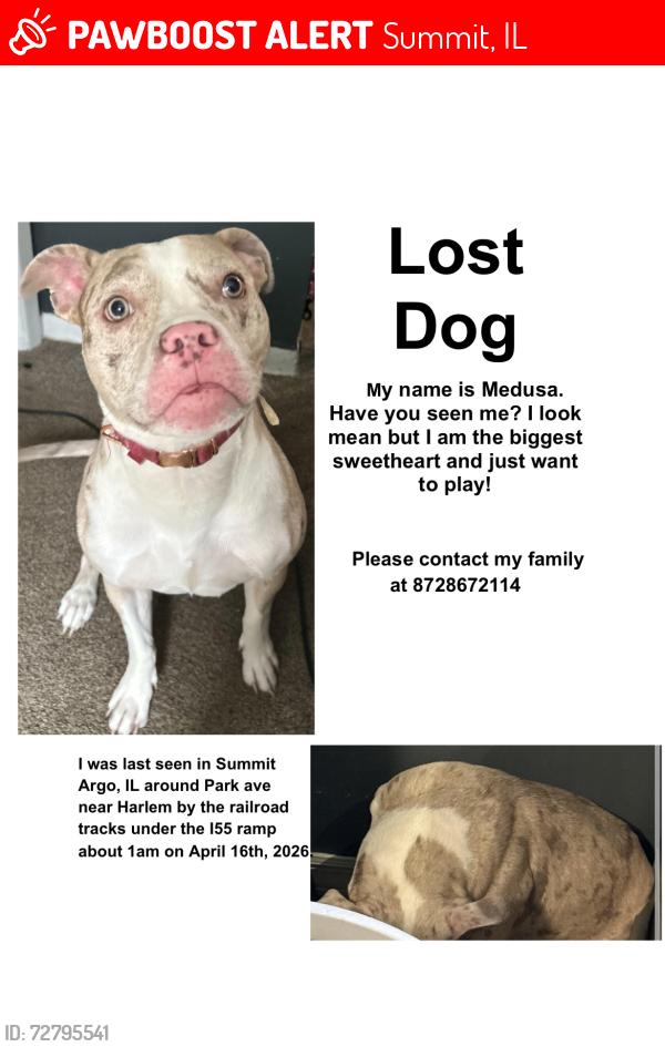 Lost Female Dog last seen 61st pl and Harlem , Summit, IL 60501