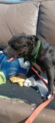 Lost Female Dog last seen Eastern and owens, Las Vegas, NV 89101