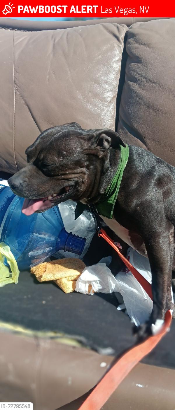 Lost Female Dog last seen Eastern and owens, Las Vegas, NV 89101