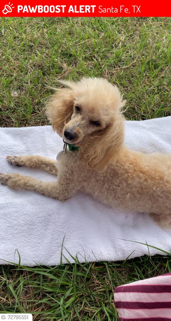 Lost Female Dog last seen 15th and Ave L, Santa Fe, TX 77510
