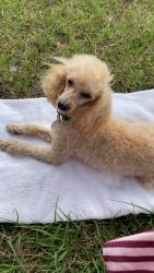 Lost Female Dog last seen 15th and Ave L, Santa Fe, TX 77510