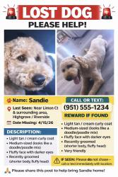 Lost Female Dog last seen Orangebrook ct , Riverside, CA 92507