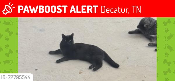 Lost Female Cat last seen Redman Rd Decatur TN , Decatur, TN 37322