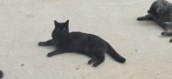 Lost Female Cat last seen Redman Rd Decatur TN , Decatur, TN 37322