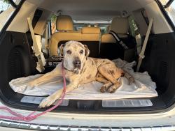 Found/Stray Male Dog last seen Lakeview dr , Grapevine, TX 76051