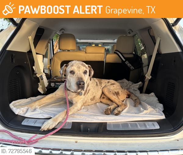 Found/Stray Male Dog last seen Lakeview dr , Grapevine, TX 76051