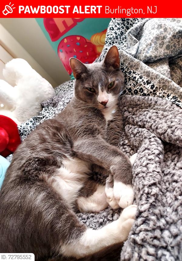 Lost Male Cat last seen Creekside Way & Riverwalk Blvd, Burlington, NJ 08016