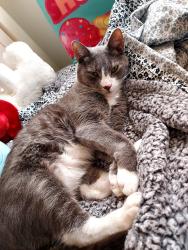 Lost Male Cat last seen Creekside Way & Riverwalk Blvd, Burlington, NJ 08016