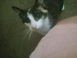 Lost Female Cat last seen Greenwood Manor , Terre Haute, IN 47802