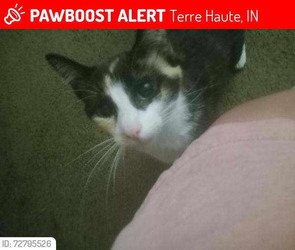 Lost Female Cat last seen Greenwood Manor , Terre Haute, IN 47802