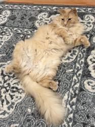 Lost Male Cat last seen Sachse high school, Sachse, TX 75048