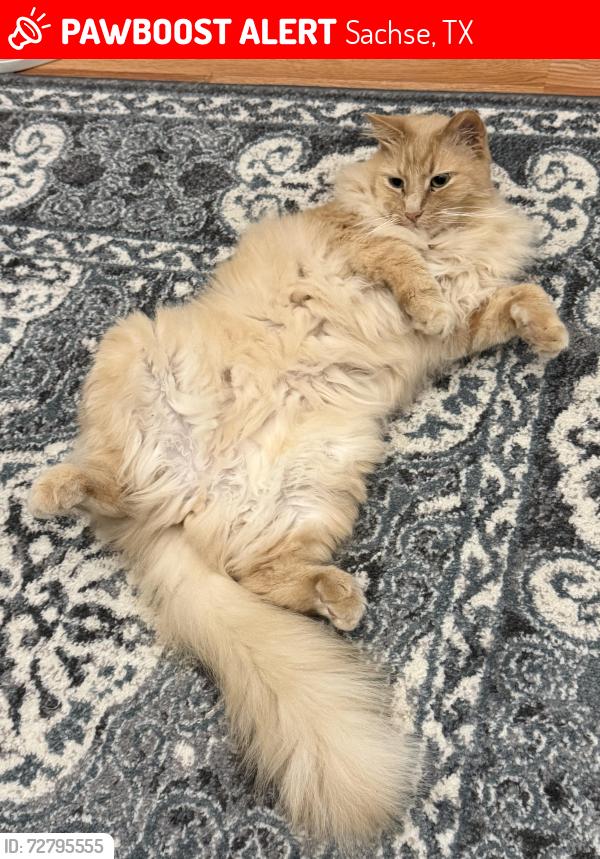 Lost Male Cat last seen Sachse high school, Sachse, TX 75048