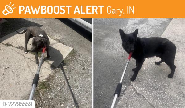 Found/Stray Unknown Dog last seen Gary Animal Control, Gary, IN 46402