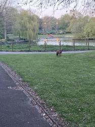 Found/Stray Female Dog last seen Avenue Road, College Road, Hanley Park, Hanley, England ST1 4DX