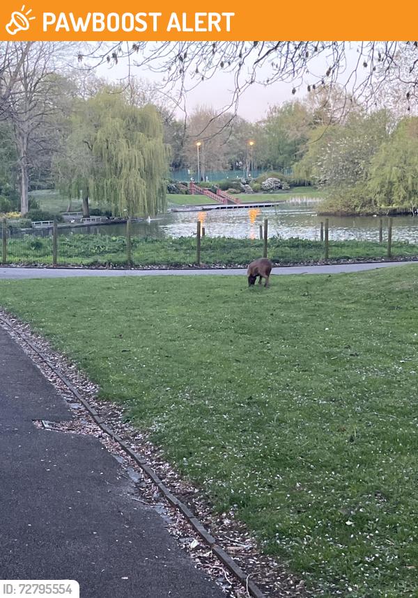Found/Stray Female Dog last seen Avenue Road, College Road, Hanley Park, Hanley, England ST1 4DX