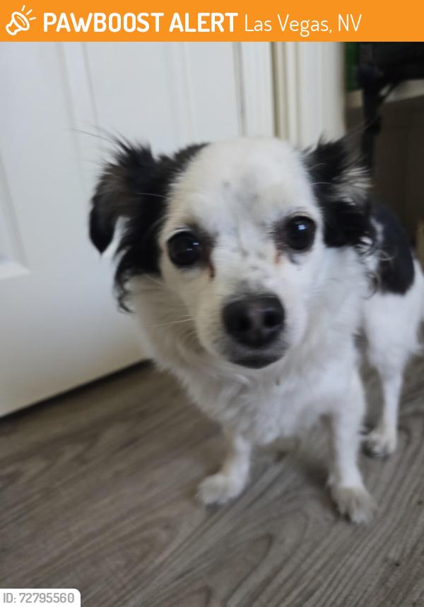 Found/Stray Female Dog last seen Melody Lane, Las Vegas, NV 89108